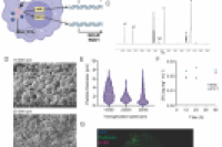 衣康酸聚合物微粒：高效调控促炎巨噬细胞活化的新型递送系统