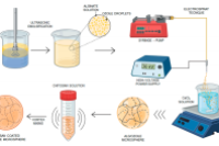 电喷雾法制备pH响应海藻酸盐凝胶微球，靶向递送亲脂性药物