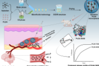 苏大曹青日/魏明刚《CEJ》：长效载阿哌沙班PLGA微球用于房颤相关性卒中治疗