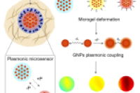 中南大学赵岳涛副教授团队：可变形水凝胶微球负载金纳米颗粒，构建高灵敏度压力传感器