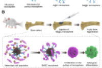 可注射功能微球驱动BMSC募集与成骨分化，协同促进原位骨再生