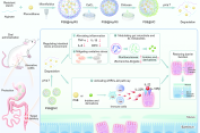 西安医学院附属第一医院《Engineering》: 益生元微胶囊载紫檀芪，多机制协同治疗溃疡性结肠炎