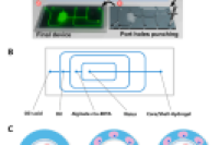 一图读懂 | 生物活性水凝胶微球最新进展：材料工程策略与生物医学展望