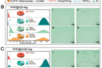多功能精氨酸修饰壳聚糖/壳寡糖微胶囊用于pH响应农药递送