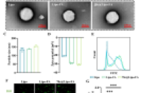 苏州大学骨科研究所徐勇教授&施勤教授等：仿生轴承启发的免疫调节润滑微球，用于骨关节炎治疗