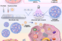微流控技术+内源性载药策略！制备双药共载水凝胶微球，用于修复临界尺寸骨缺损