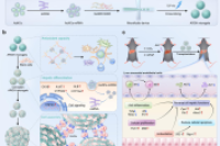 从“微凝胶单元”到“功能肝组织”：微流控技术驱动的一体化策略，突破肝衰竭细胞治疗瓶颈
