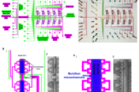 《Small》：集成微流控平台实现秀丽隐杆线虫纵向成像、功能测定及下游蛋白质组学分析