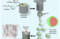 生物打印+微流控乳化！制备核壳球状微组织，攻克大体积组织类似物血管化难题