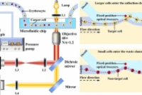 固定光镊 + 微流控芯片！实现免检测高通量细胞分选