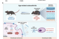南方医科大学《ACS Nano》：负载烟酰胺腺嘌呤二核苷酸的润滑水凝胶微球三管齐下，缓解年龄相关骨关节炎