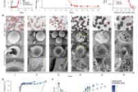 可常规注射的核壳微胶囊，单针即可实现疟疾初免与加强免疫