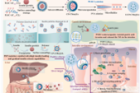 中国药科大学钱红亮教授团队《CEJ》：口服胰岛素微胶囊，让糖尿病患者告别长期注射之苦！