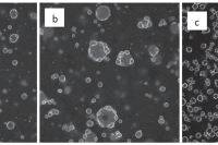 无需酶交联！蛋白质微凝胶在水包水乳液中自发构筑微胶囊