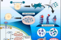 传统干细胞疗法输在哪？齐鲁医院团队用水凝胶微球“训练”干细胞，椎间盘修复率翻倍