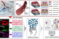 肿瘤-血管芯片模型揭示外泌体介导的乳腺癌转移机制
