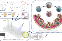 微流控辅助制备细胞与药物共载GelMA/SilMA微球，实现高效成骨分化