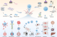 一图读懂综述：水凝胶微球赋能器官芯片系统的创新路径与应用全景