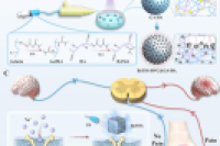 口服止痛药隐患多！微流控技术构建超声响应性压电微球，实现骨关节炎精准镇痛