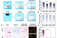 “微流控+脱细胞外基质”构建工程化肿瘤微球，助力类器官高通量药物筛选