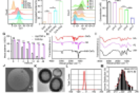 比普通益生菌强在哪？武汉大学研发"双层微胶囊益生菌"，抗胃酸、靶向治肠炎