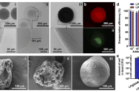 中国海洋大学罗克副教授团队：仿生核壳微粒共递送益生元和益生菌，用于治疗溃疡性结肠炎