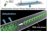 脱水“催生出”均匀微液滴？微流控芯片里的神奇操作 发布时间2025-08-05 11:54:24 文章关键词： 微流控、