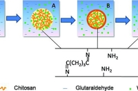 微流控法制备单分散壳聚糖微球（附完整方案）