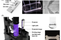 微流控气泡发生器助力 DLP 3D 打印构建多孔支架