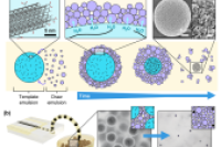 从油包水乳液到纳米微球：渗透压介导的纳米颗粒组装新路径