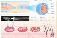 基于共流微流控芯片规模化构建生物工程“毛囊胚芽”，点亮脱发治疗新希望