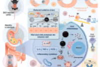 微流控技术制备口服水凝胶微球，用于溃疡性结肠炎靶向抗氧化和免疫调节治疗