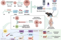 级联靶向水凝胶微球！仿生修饰 + 微流控成型双加持，实现骨关节炎协同治疗