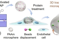 微流控成型 + 光引发聚合！制备可调谐水凝胶微球，用于细胞力学测量