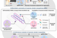 微流控技术制备模拟外泌体纳米颗粒，突破产量与疗效瓶颈