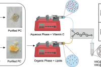 微流控技术结合天然磷脂制备均一维生素C脂质体，为功能性食品研发注入新动力