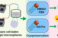 无DMSO无血清！微流控制备载细胞微球冷冻保存技术获突破