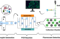 新型微流控装置实现快速、低成本液滴聚合酶链式反应