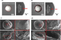 包埋水包油乳液的海藻酸钠微珠的制备：应对乳液失稳挑战，实现多样化控释应用
