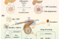 基于微流控技术的仿生胰腺！解锁胰腺内外分泌协同机制与药物筛选新可能