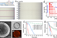 New solvent-free strategy! Shenzhen University team develops' biomimetic sprouting 'microcapsules to
